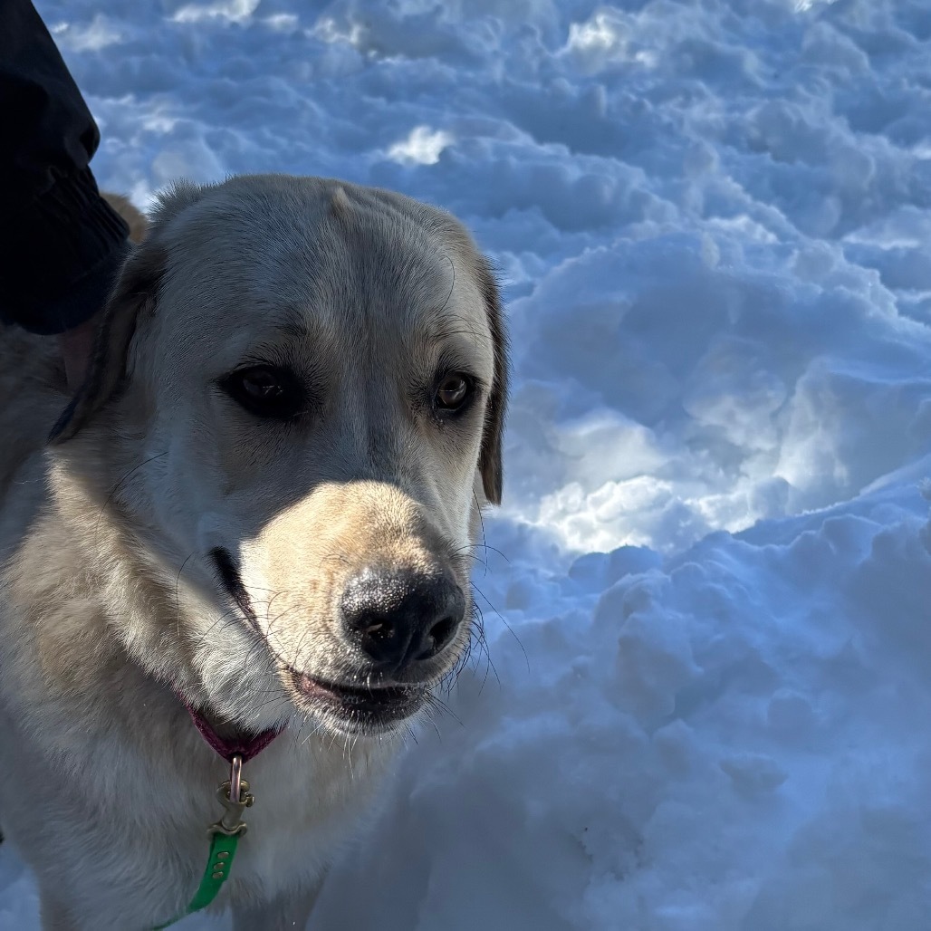 Macie, an adoptable Anatolian Shepherd, Golden Retriever in Mount Shasta, CA, 96067 | Photo Image 4