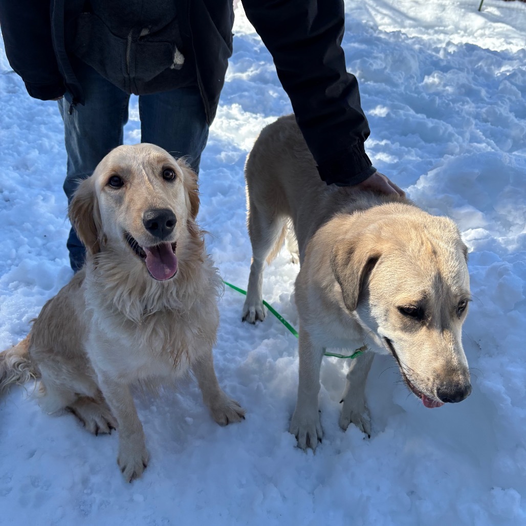 Macie, an adoptable Anatolian Shepherd, Golden Retriever in Mount Shasta, CA, 96067 | Photo Image 5