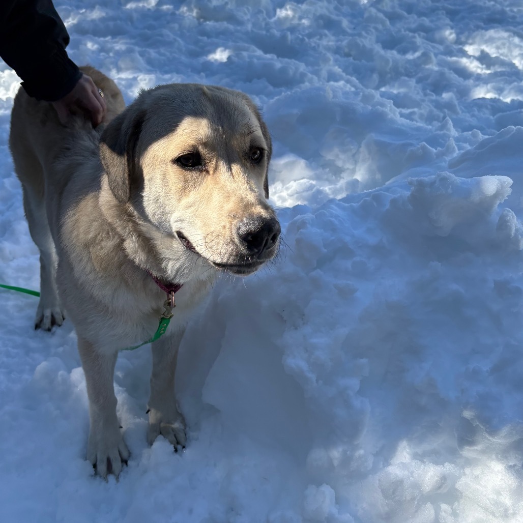 Macie, an adoptable Anatolian Shepherd, Golden Retriever in Mount Shasta, CA, 96067 | Photo Image 6