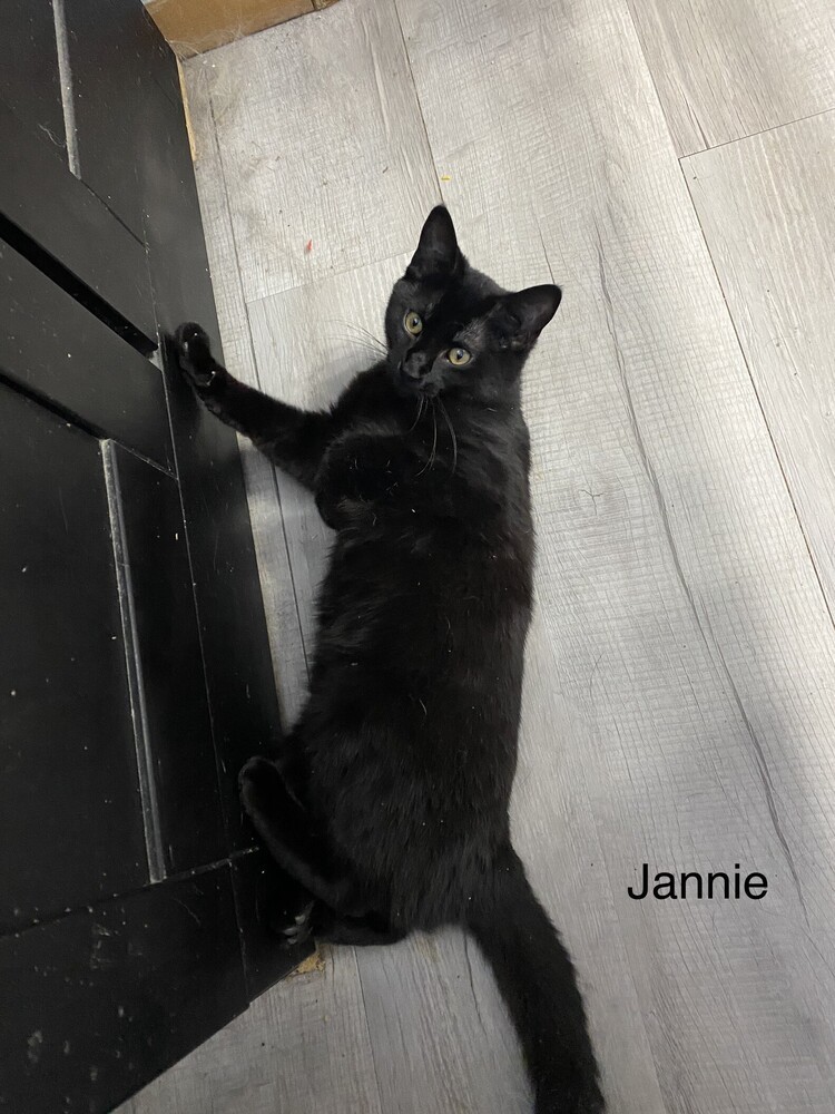 Jannie