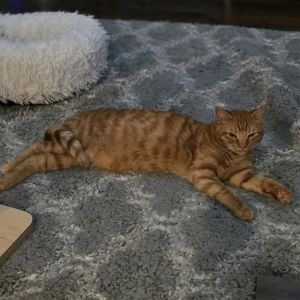 Mister George, Young Male Domestic Short Hair