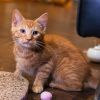 Mister George photo 2