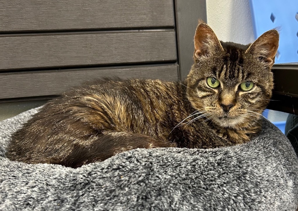 Rikki, an adoptable Domestic Short Hair in Cumberland, ME, 04021 | Photo Image 1