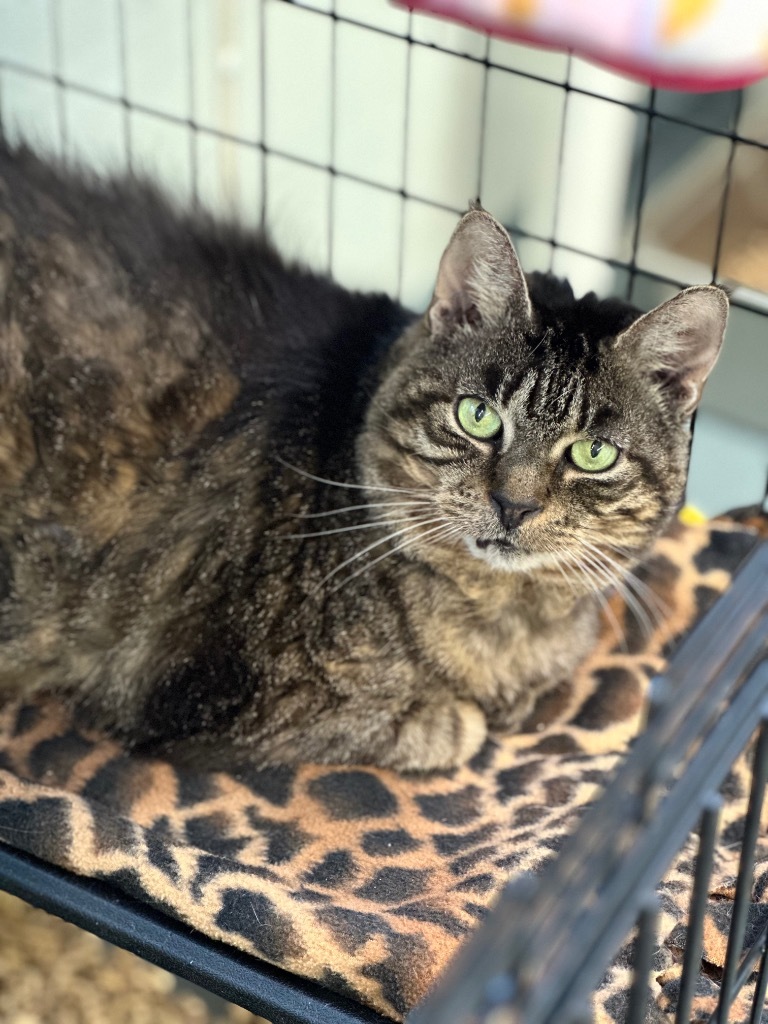 Rikki, an adoptable Domestic Short Hair in Cumberland, ME, 04021 | Photo Image 2