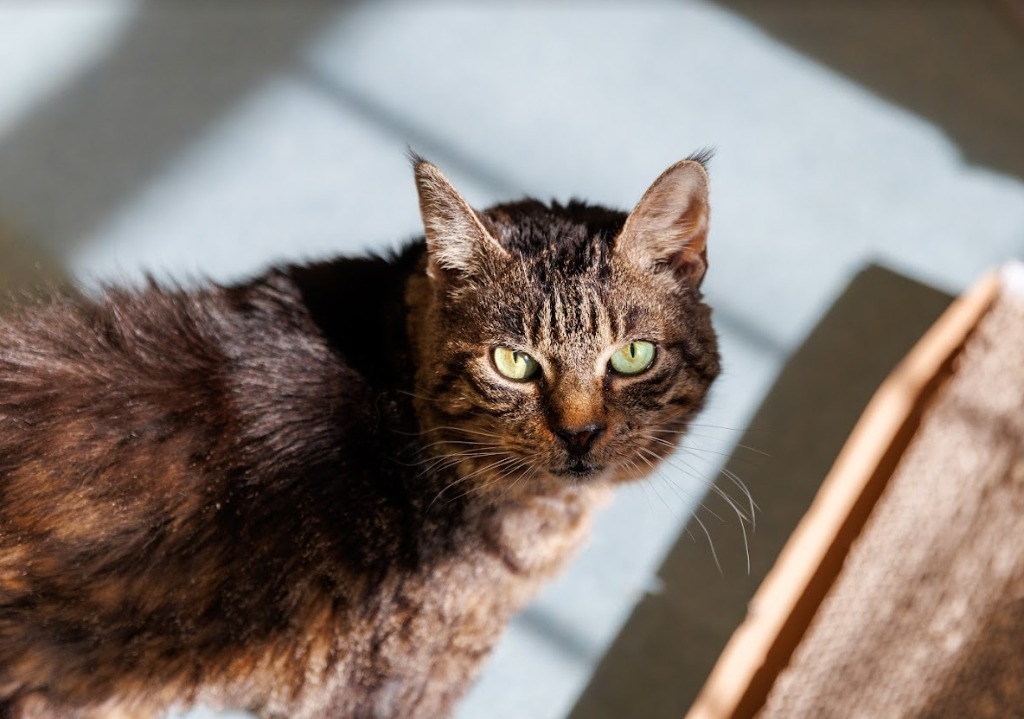 Rikki, an adoptable Domestic Short Hair in Cumberland, ME, 04021 | Photo Image 3