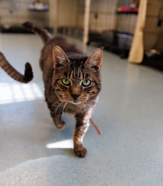 Rikki, an adoptable Domestic Short Hair in Cumberland, ME, 04021 | Photo Image 4