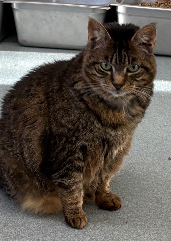 Rikki, an adoptable Domestic Short Hair in Cumberland, ME, 04021 | Photo Image 5