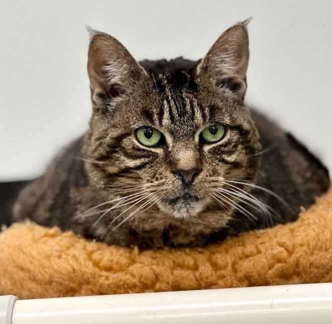 Rikki, an adoptable Domestic Short Hair in Cumberland, ME, 04021 | Photo Image 6