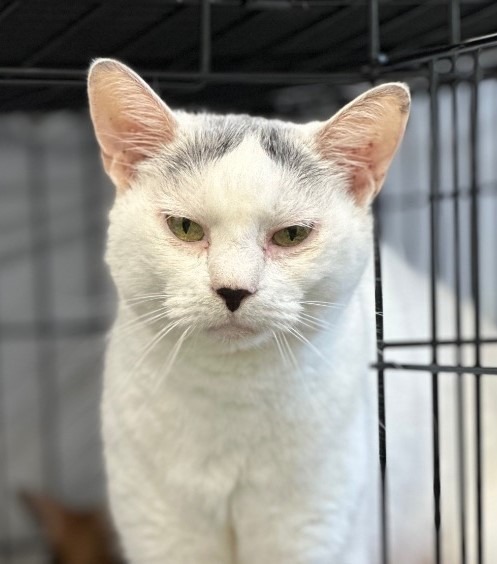 Lovey (Fka Moe), an adoptable Domestic Short Hair in Cumberland, ME, 04021 | Photo Image 1
