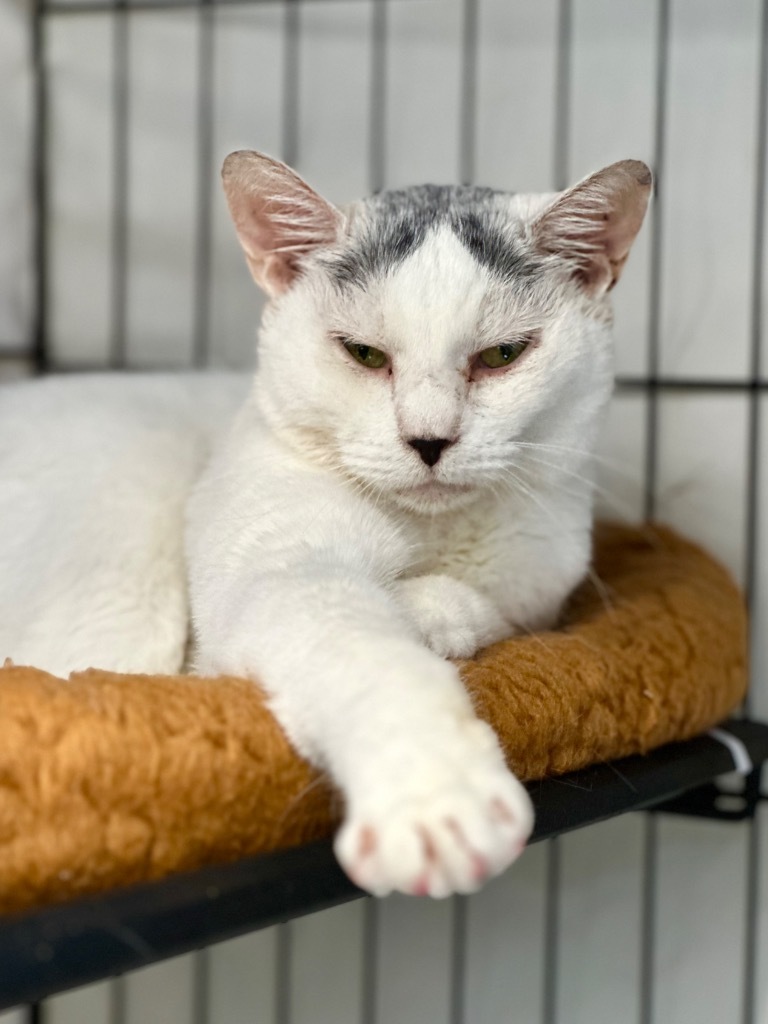 Lovey (Fka Moe), an adoptable Domestic Short Hair in Cumberland, ME, 04021 | Photo Image 2