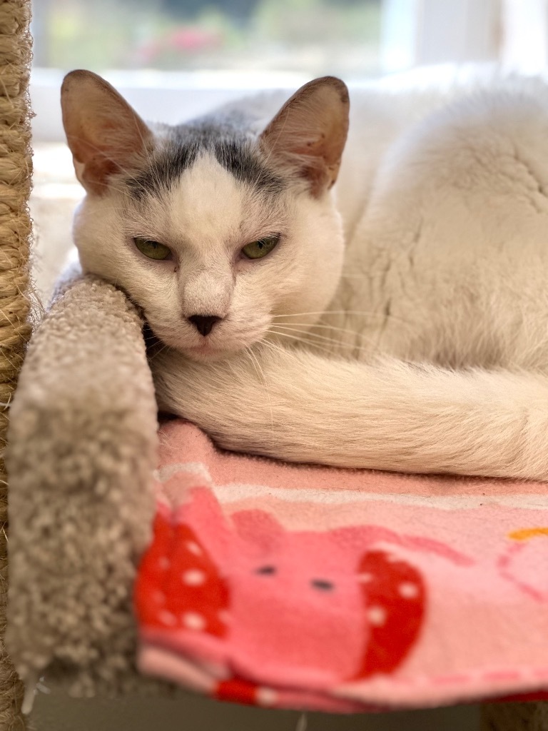 Lovey (Fka Moe), an adoptable Domestic Short Hair in Cumberland, ME, 04021 | Photo Image 3