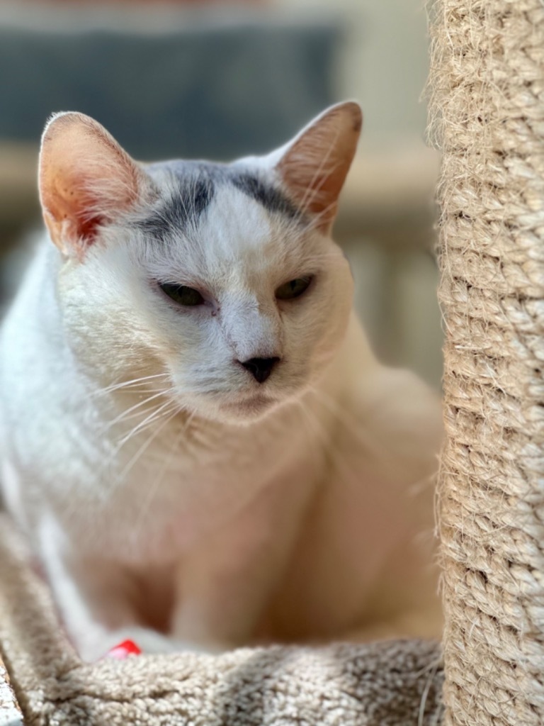 Lovey (Fka Moe), an adoptable Domestic Short Hair in Cumberland, ME, 04021 | Photo Image 4