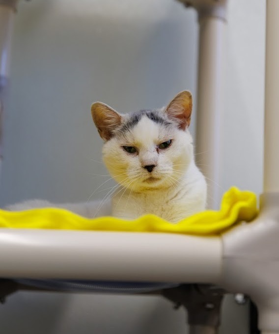 Lovey (Fka Moe), an adoptable Domestic Short Hair in Cumberland, ME, 04021 | Photo Image 6