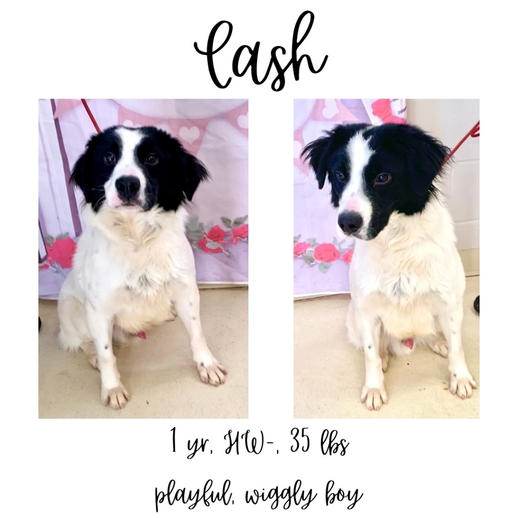 Cash