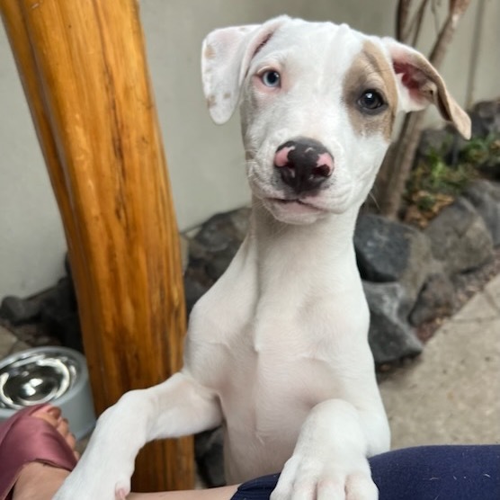 Vintage Candy Litter: Fun Dip(COH-A-62720), an adoptable Mixed Breed in Keaau, HI, 96749 | Photo Image 1