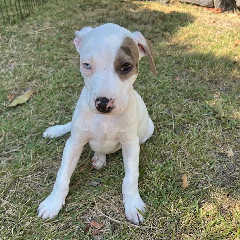 Vintage Candy Litter: Fun Dip(COH-A-62720), an adoptable Mixed Breed in Keaau, HI, 96749 | Photo Image 2