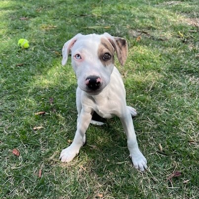 Vintage Candy Litter: Fun Dip(COH-A-62720), an adoptable Mixed Breed in Keaau, HI, 96749 | Photo Image 3