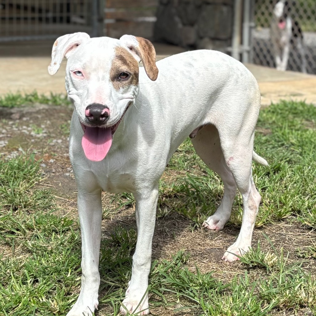 Vintage Candy Litter: Fun Dip, an adoptable Mixed Breed in Keaau, HI, 96749 | Photo Image 3