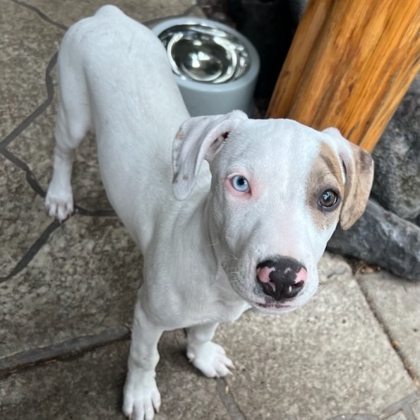 Vintage Candy Litter: Fun Dip(COH-A-62720), an adoptable Mixed Breed in Keaau, HI, 96749 | Photo Image 4