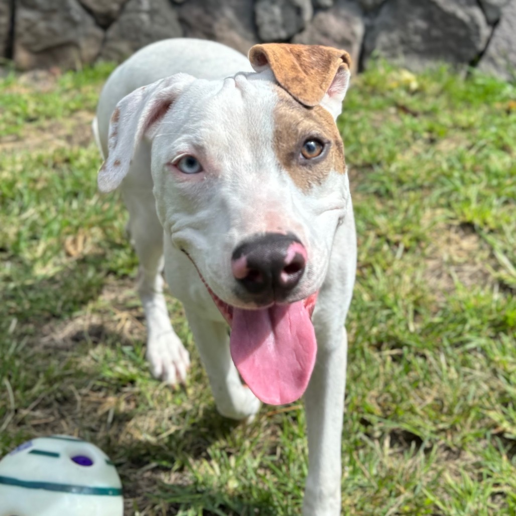 Vintage Candy Litter: Fun Dip(COH-A-62720), an adoptable Mixed Breed in Keaau, HI, 96749 | Photo Image 4