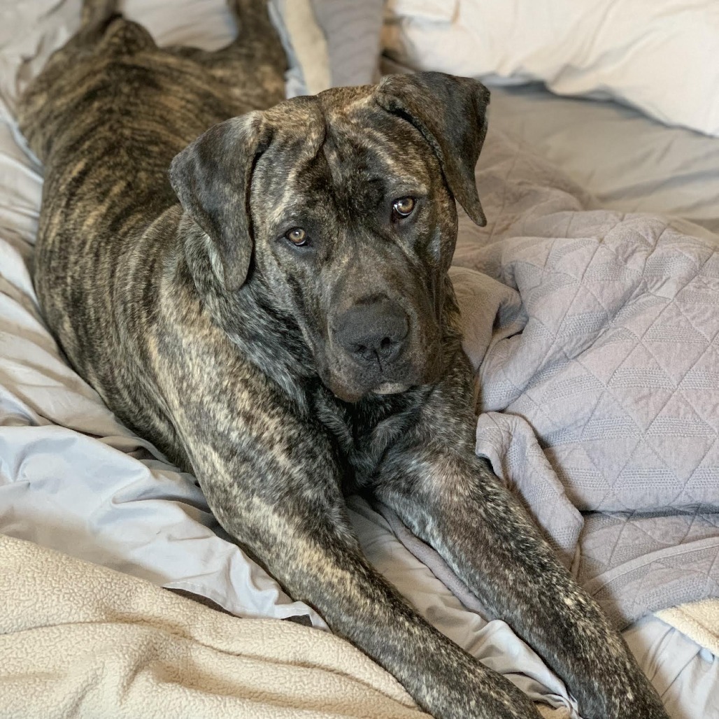 Boogie, an adoptable Boerboel in Bellingham, WA, 98228 | Photo Image 1
