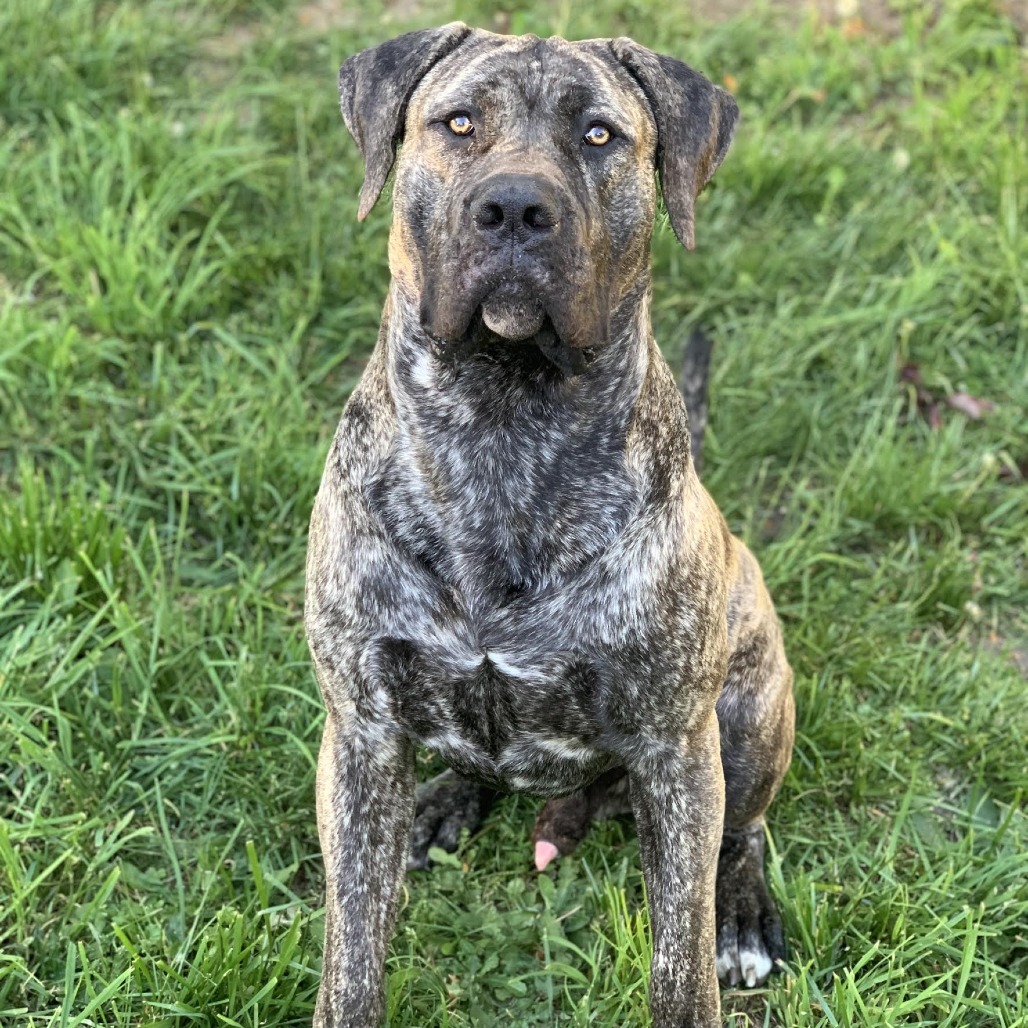 Boogie, an adoptable Boerboel in Bellingham, WA, 98228 | Photo Image 1