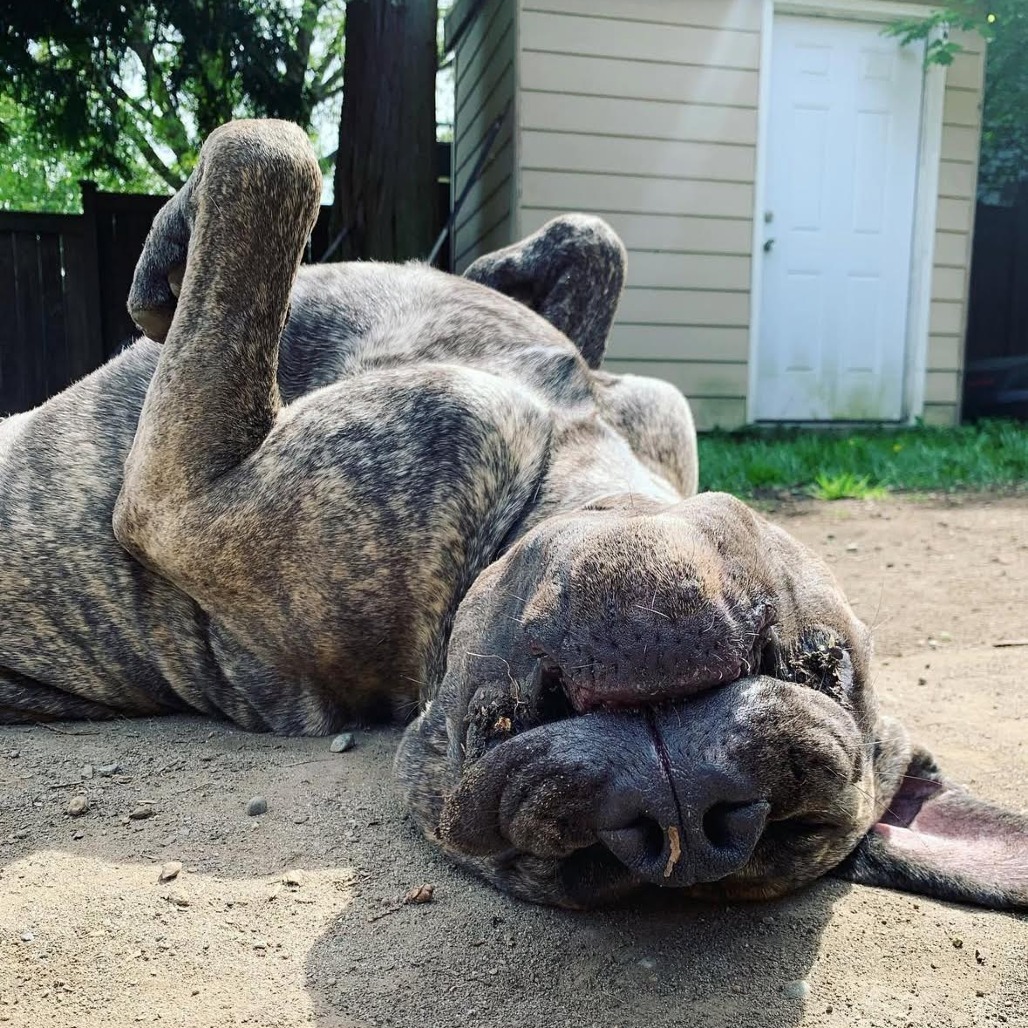 Boogie, an adoptable Boerboel in Bellingham, WA, 98228 | Photo Image 2