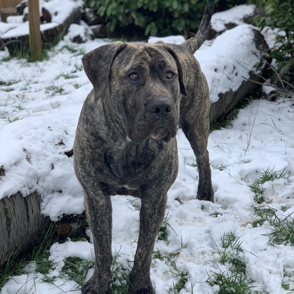 Boogie, an adoptable Boerboel in Bellingham, WA, 98228 | Photo Image 3