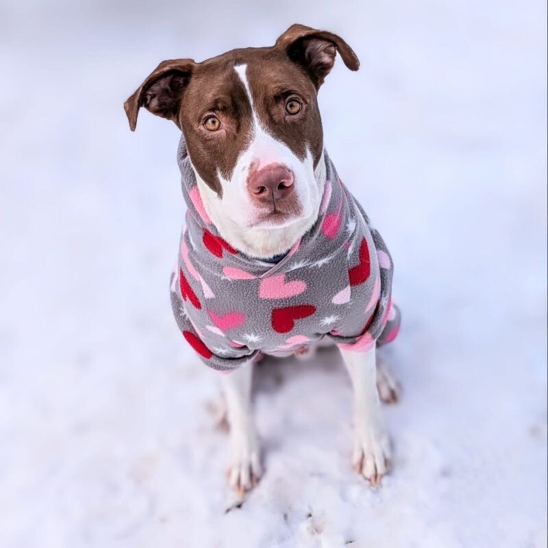 Goose, an adoptable Pit Bull Terrier, Mixed Breed in Grand Rapids, MI, 49507 | Photo Image 1