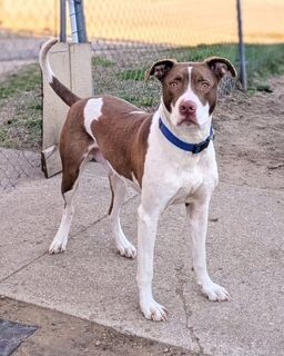Goose, an adoptable Pit Bull Terrier, Mixed Breed in Grand Rapids, MI, 49507 | Photo Image 2