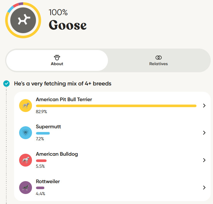 Goose, an adoptable Pit Bull Terrier, Mixed Breed in Grand Rapids, MI, 49507 | Photo Image 3