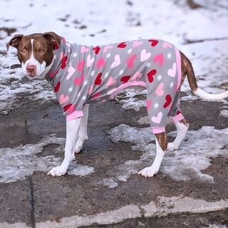 Goose, an adoptable Pit Bull Terrier, Mixed Breed in Grand Rapids, MI, 49507 | Photo Image 4