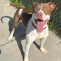 Goose, an adoptable Pit Bull Terrier, Mixed Breed in Grand Rapids, MI, 49507 | Photo Image 5