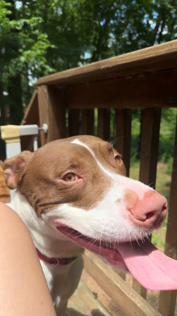 Goose