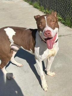 Goose, an adoptable Pit Bull Terrier, Mixed Breed in Grand Rapids, MI, 49507 | Photo Image 6