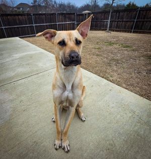 Marley IV (New Digs), Young Male Black Mouth Cur