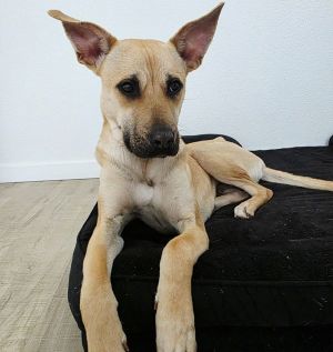 Marley IV (New Digs)