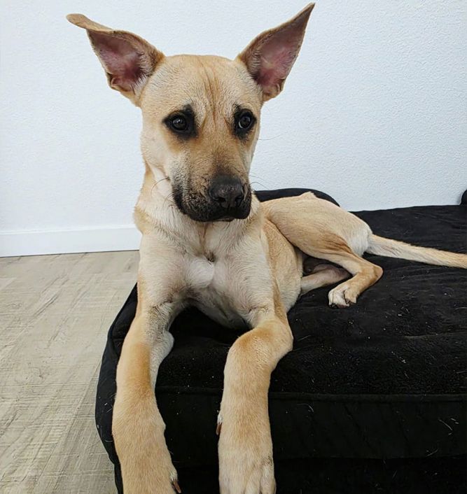 Marley IV (New Digs)