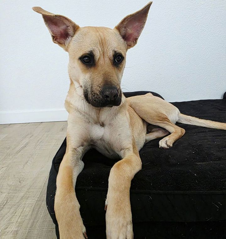 Marley IV (New Digs) 1