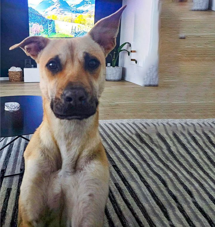 Marley IV (New Digs) 3