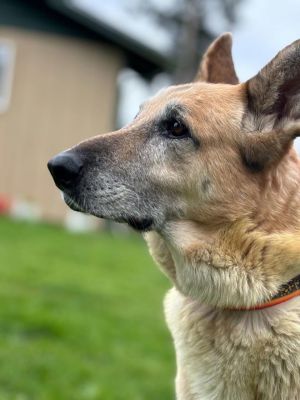 Meet Ingrid - The Sweetest Senior Shepherd Around Breed German Shepherd Age AdultSenior Ingrid i