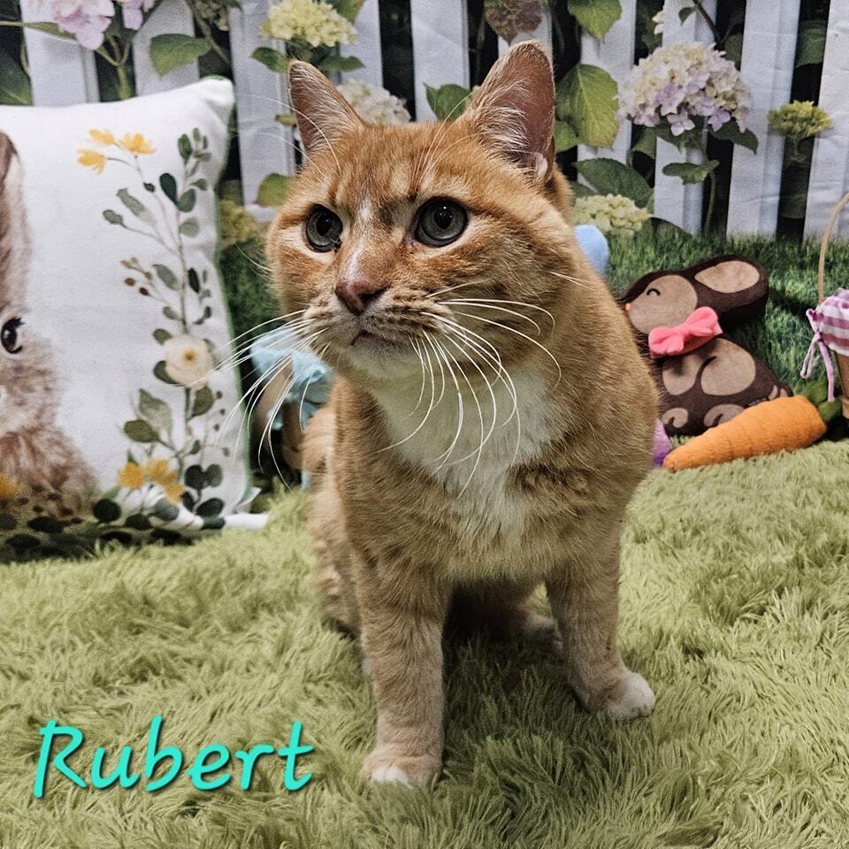 Rupert (ADOPTION FEE SPONSORED)