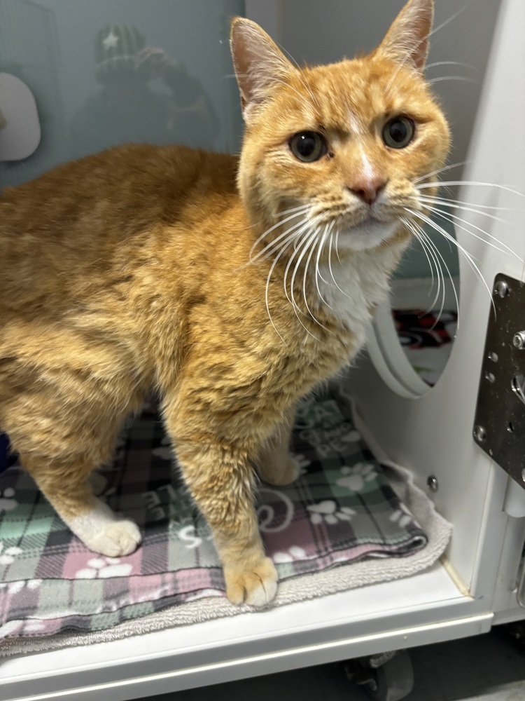 Rupert (ADOPTION FEE SPONSORED)