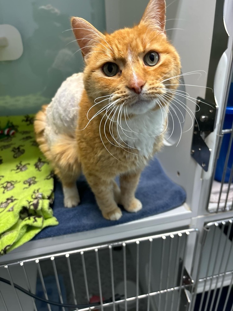 Rupert (ADOPTION FEE SPONSORED)