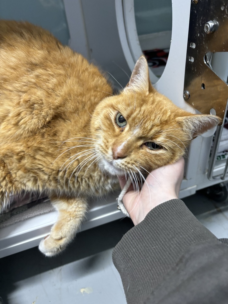 Rupert (ADOPTION FEE SPONSORED)
