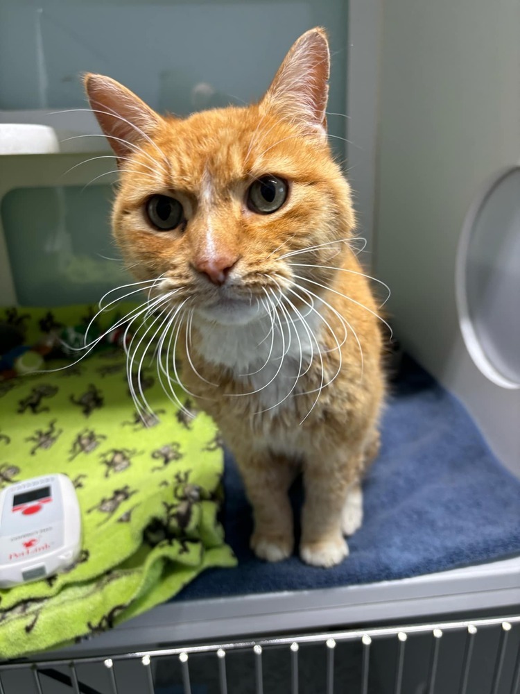 Rupert (ADOPTION FEE SPONSORED)