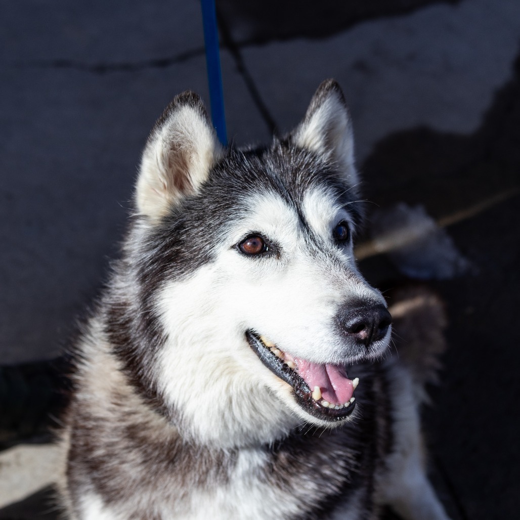 Sky, an adoptable Mixed Breed in Hailey, ID, 83333 | Photo Image 1