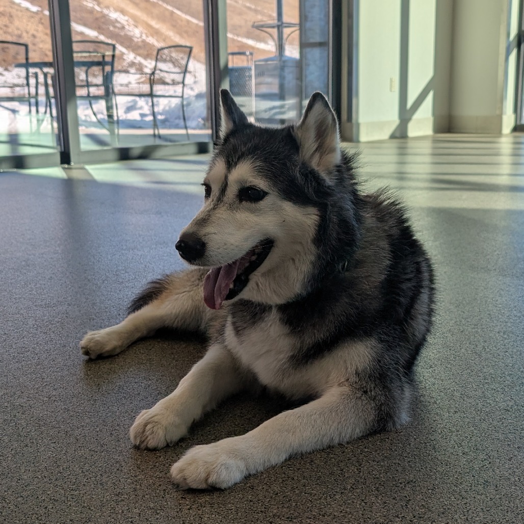 Sky, an adoptable Mixed Breed in Hailey, ID, 83333 | Photo Image 2