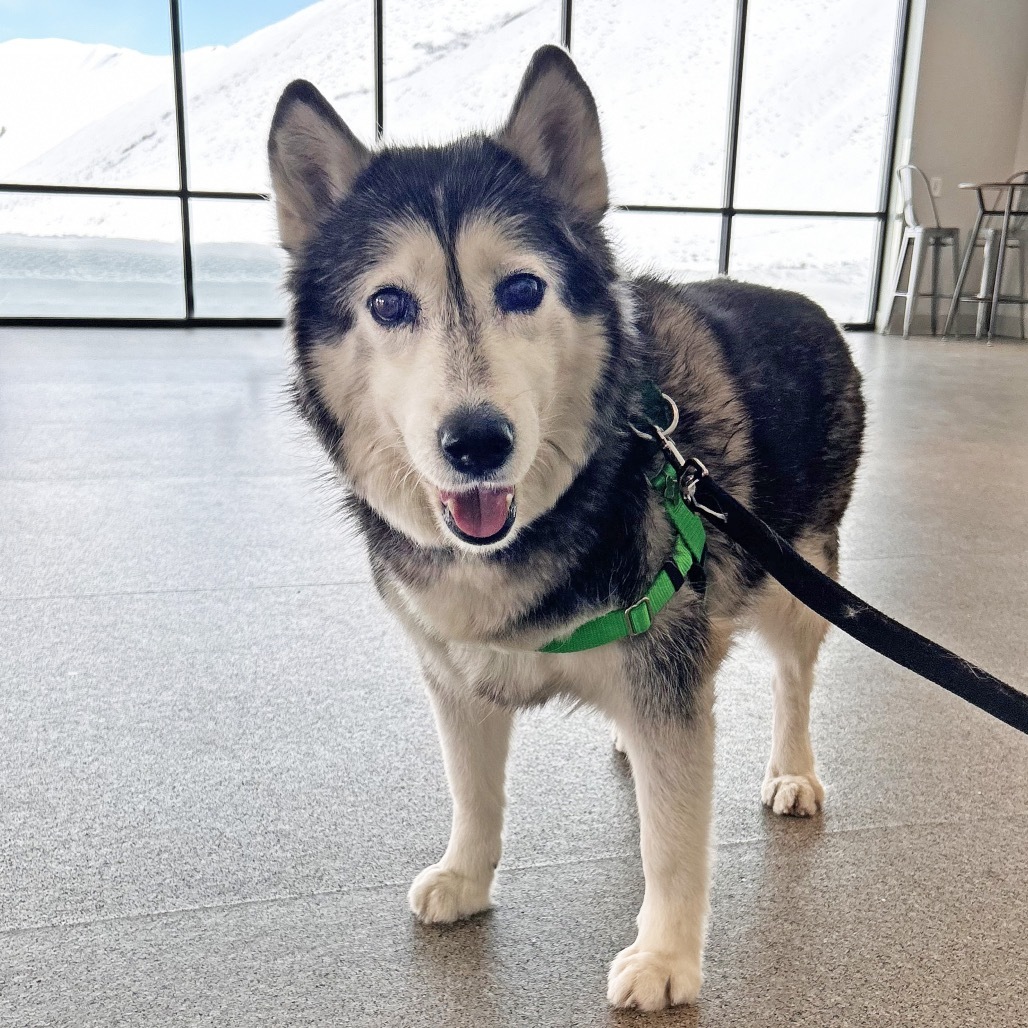 Sky, an adoptable Mixed Breed in Hailey, ID, 83333 | Photo Image 3