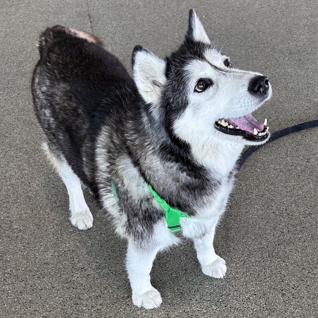 Sky, an adoptable Mixed Breed in Hailey, ID, 83333 | Photo Image 4